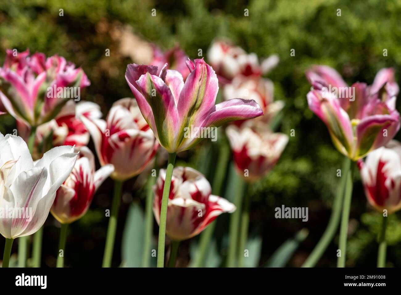 Une tulipe rayée verte et rose au printemps dans un lit de tulipe pendant un festival de tulipe Banque D'Images