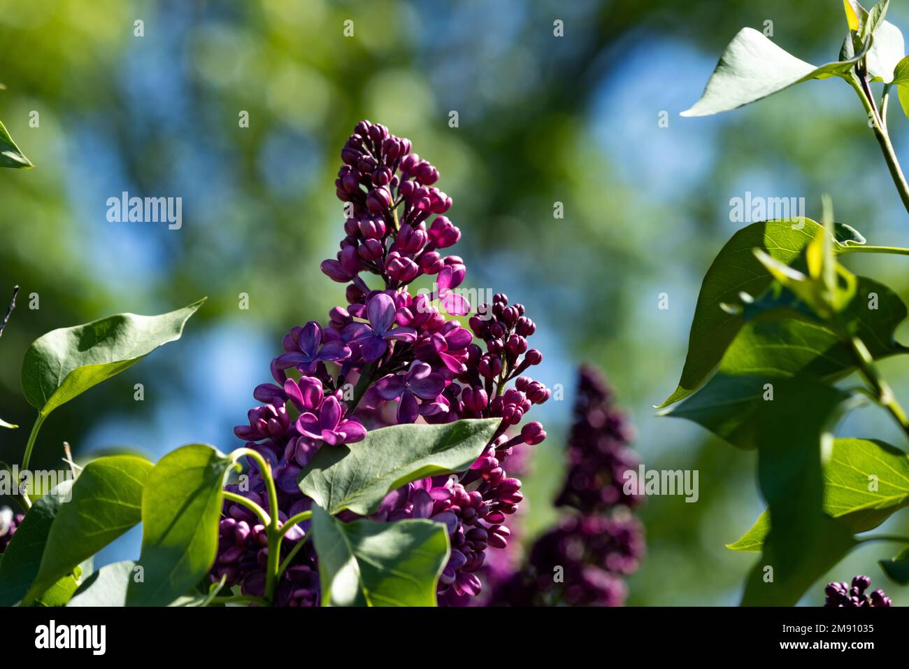 Un lilas magenta vif au début de la floraison, printemps Banque D'Images