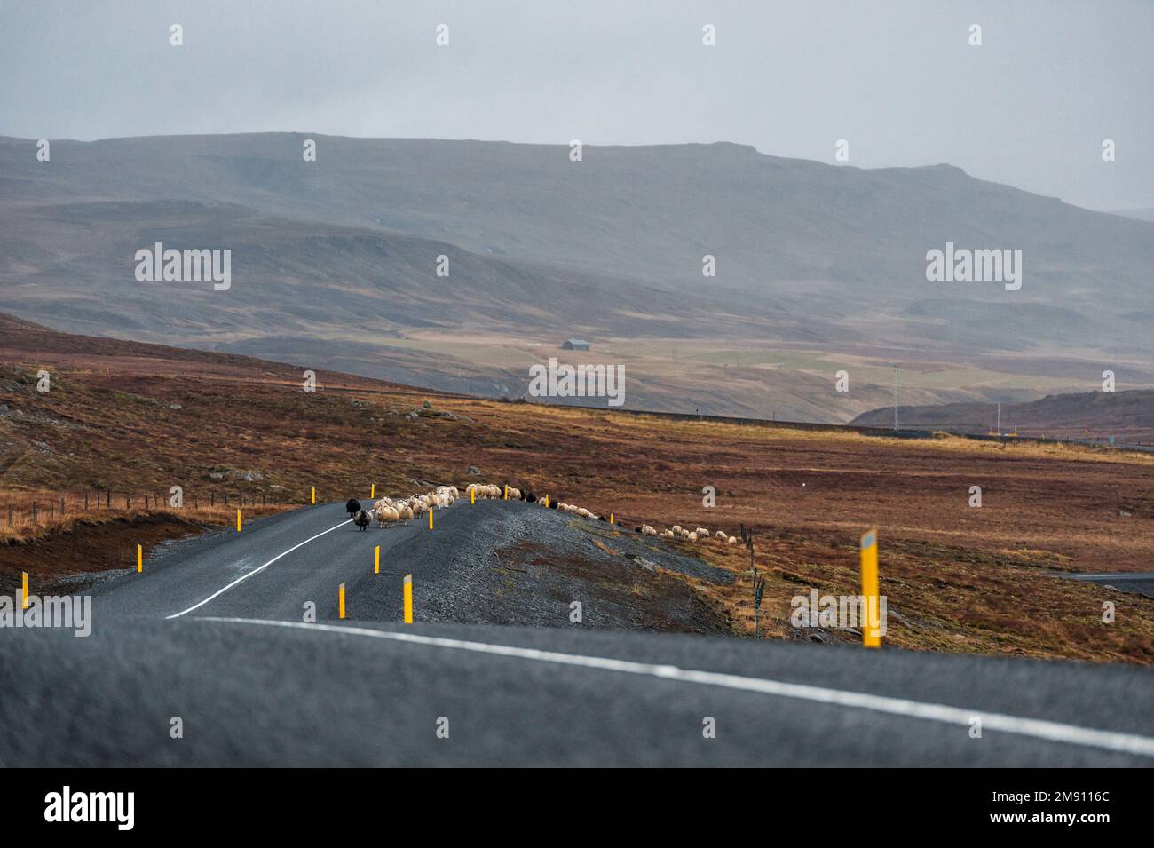 Route vide et moutons en Islande. Nature sauvage. Banque D'Images