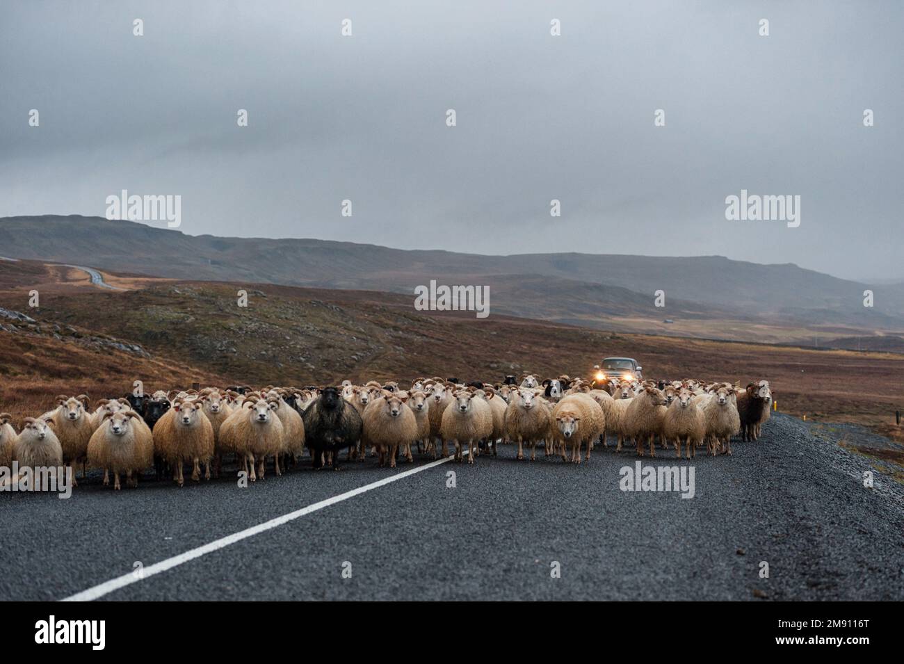 Route vide et moutons en Islande. Nature sauvage. Banque D'Images