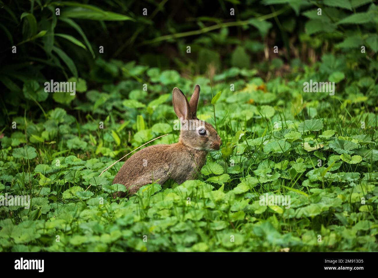 Lapin sauvage dans un pré vert, jeune lapin juvénile de la famille des Leporidae. Banque D'Images