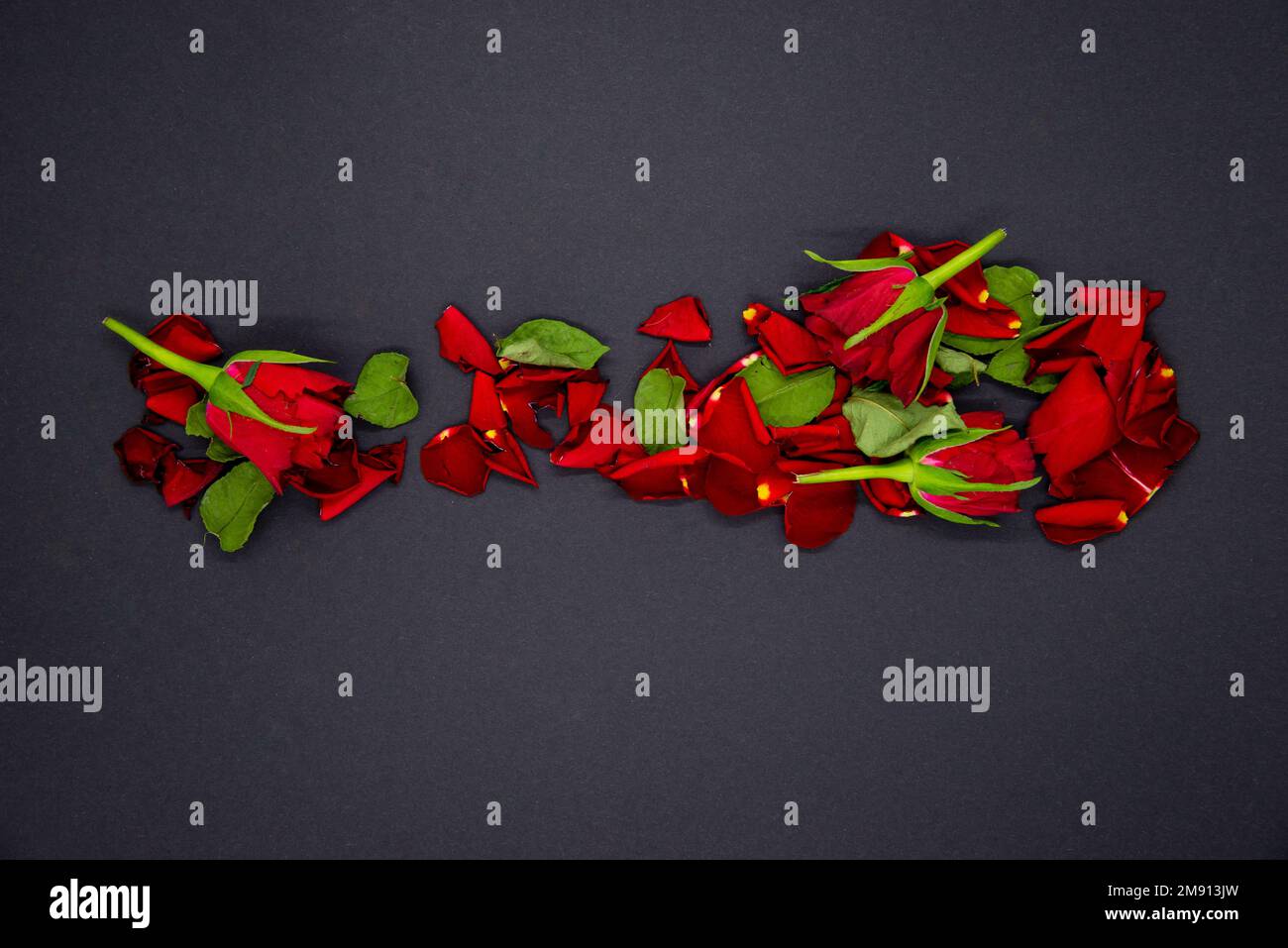 Fleurs et feuilles de rose rouge sur fond noir. vue du dessus. Banque D'Images
