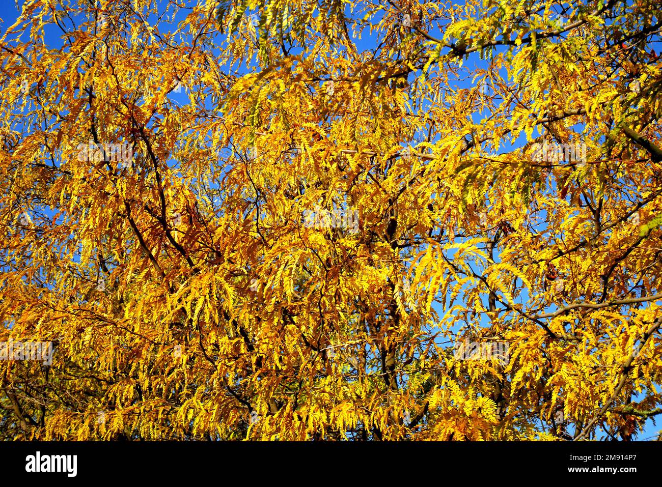 Acacia en automne avec des feuilles jaunes et des gousses de graines contre un ciel bleu, Balatonfokajar, comté de Veszprem, Hongrie Banque D'Images
