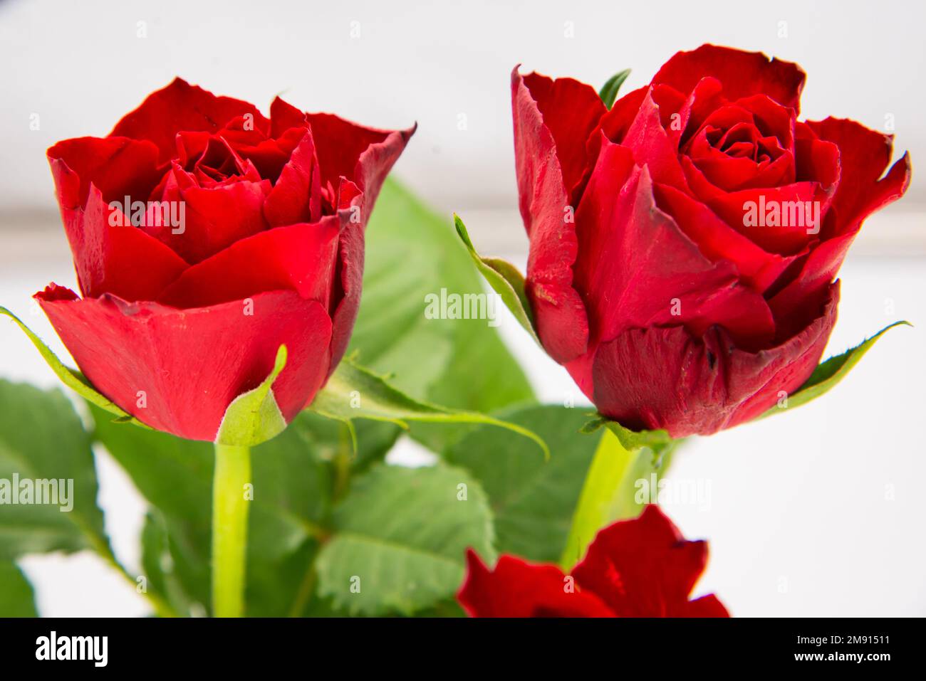Gros plan de fleurs de rose rouge avec des feuilles vertes sur fond blanc. Banque D'Images