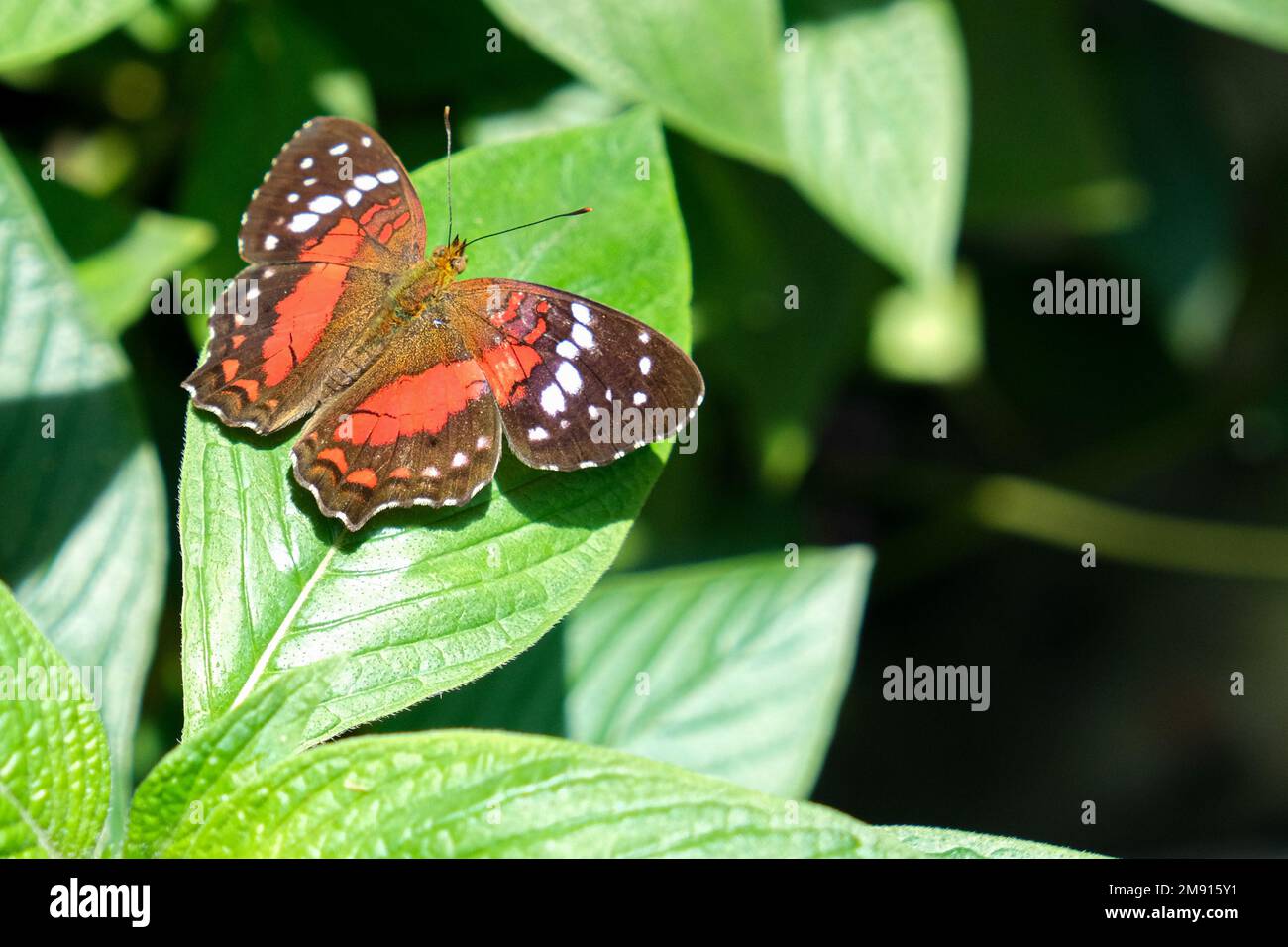 Gros plan sur une feuille de papillons orange brun par temps ensoleillé. Nature papillon arrière-plan. Mise au point sélective. Espace ouvert. Banque D'Images