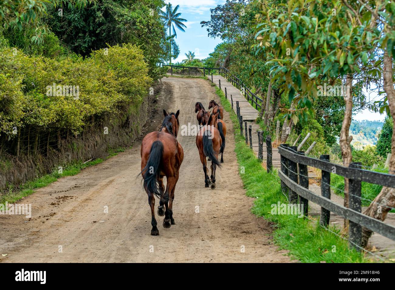 chevaux qui tournent sur une route de terre Banque D'Images