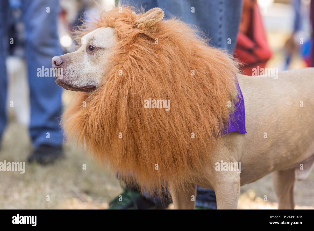 Un chien porte un costume de manne de lion lors d'un concours de costume de chien d'Halloween au parc Piedmont d'Atlanta. Banque D'Images