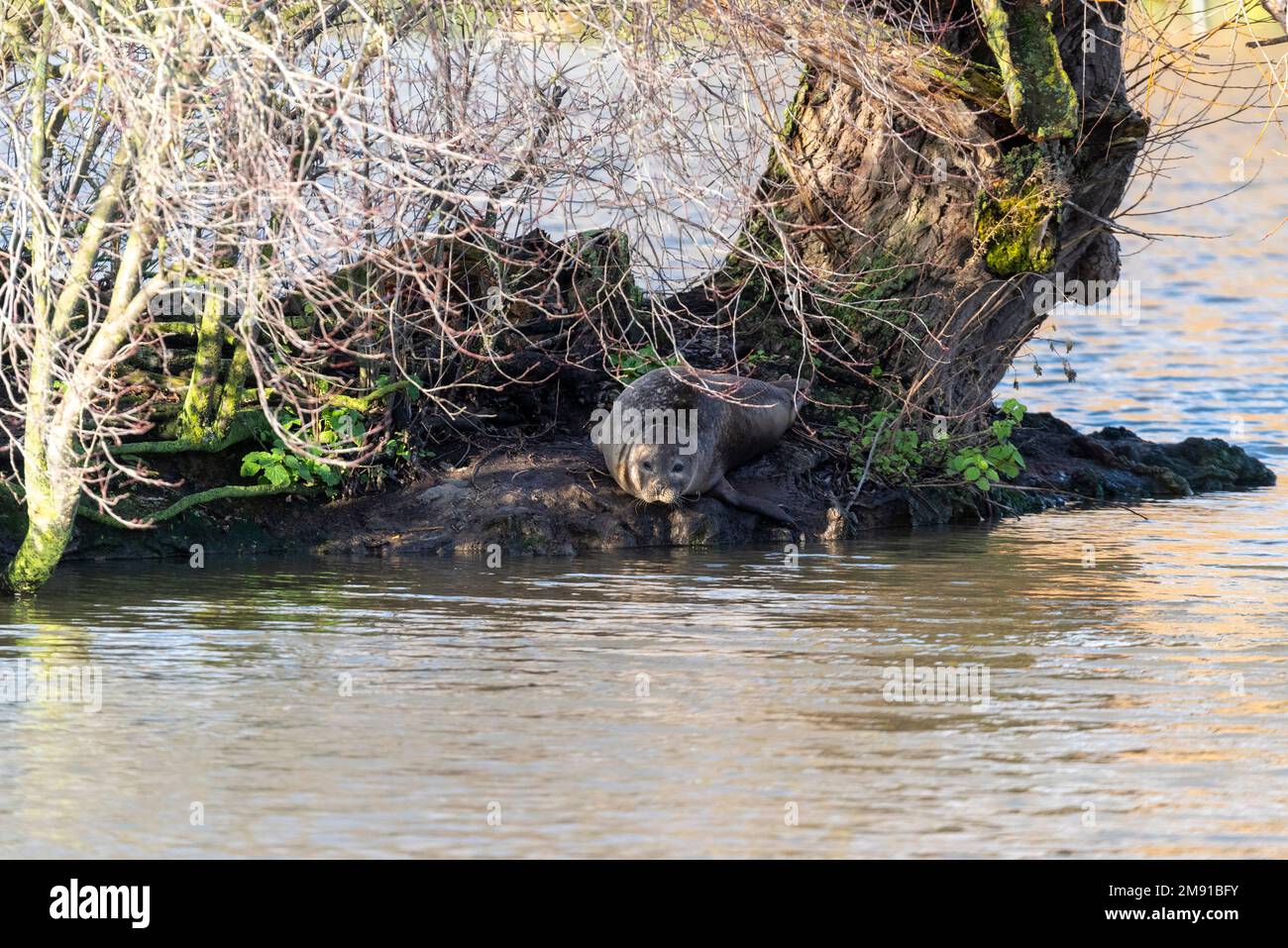 Rochford Reservoir, Rochford, Essex, Royaume-Uni. 16th janvier 2023. Un phoque isolé a trouvé son chemin de la mer du Nord à travers la rivière Roach vers un lac d'eau douce. Il vit des stocks de poissons avec lesquels le lac a été peuplé, ce qui a soulevé des inquiétudes chez les pêcheurs locaux. Premier aperçu à la mi-décembre, le conseil, l’Agence de l’environnement, les plongeurs et l’équipe de la faune du gendarme d’Essex discutent de la façon d’enlever le phoque et du ramener à la nature. Le réservoir appartient au Conseil de Rochford, mais il est autorisé à Marks Hall Fisheries pour gérer les stocks de pêche à la ligne et de poissons Banque D'Images