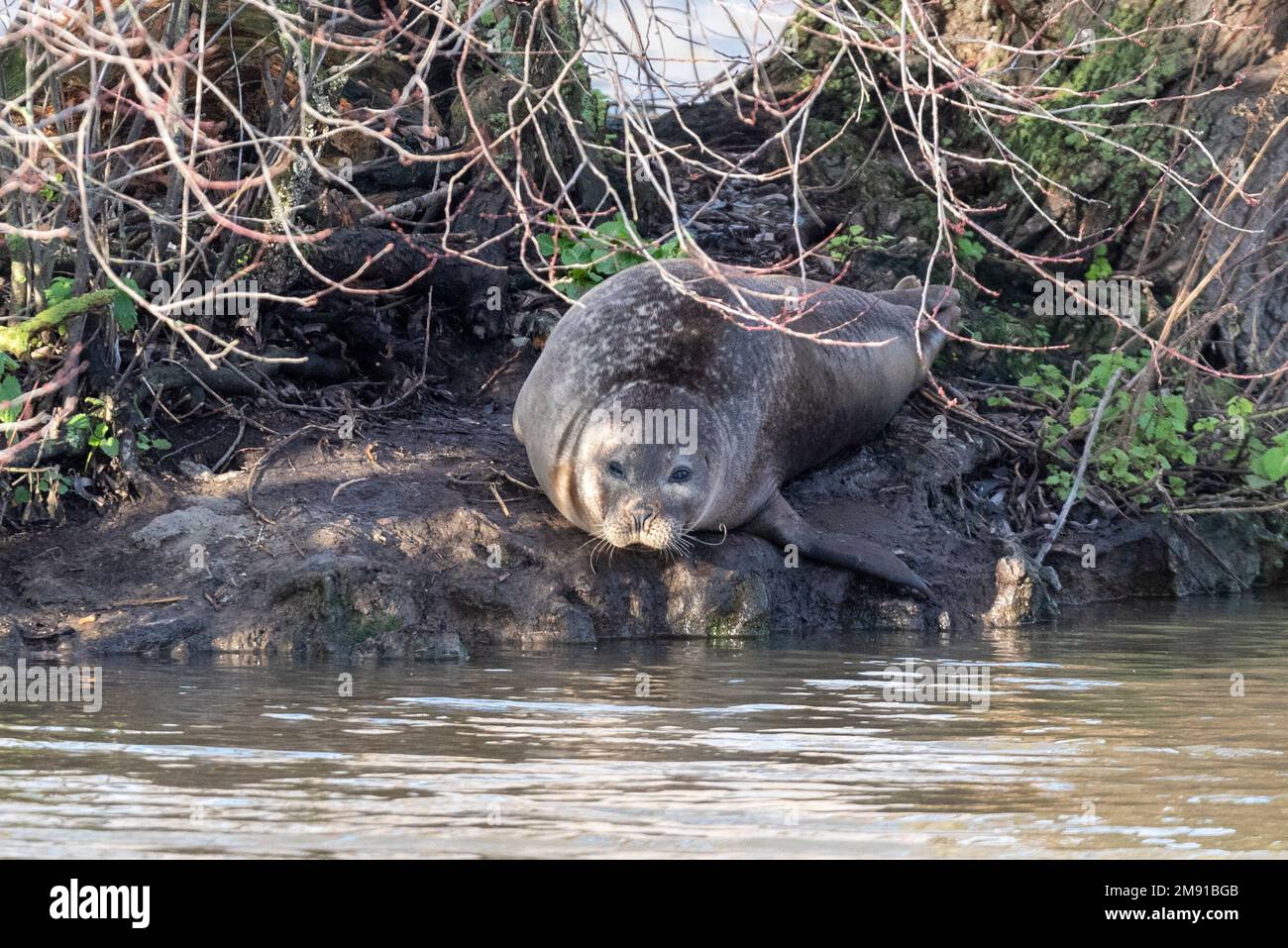 Rochford Reservoir, Rochford, Essex, Royaume-Uni. 16th janvier 2023. Un phoque isolé a trouvé son chemin de la mer du Nord à travers la rivière Roach vers un lac d'eau douce. Il vit des stocks de poissons avec lesquels le lac a été peuplé, ce qui a soulevé des inquiétudes chez les pêcheurs locaux. Premier aperçu à la mi-décembre, le conseil, l’Agence de l’environnement, les plongeurs et l’équipe de la faune du gendarme d’Essex discutent de la façon d’enlever le phoque et du ramener à la nature. Le réservoir appartient au Conseil de Rochford, mais il est autorisé à Marks Hall Fisheries pour gérer les stocks de pêche à la ligne et de poissons Banque D'Images
