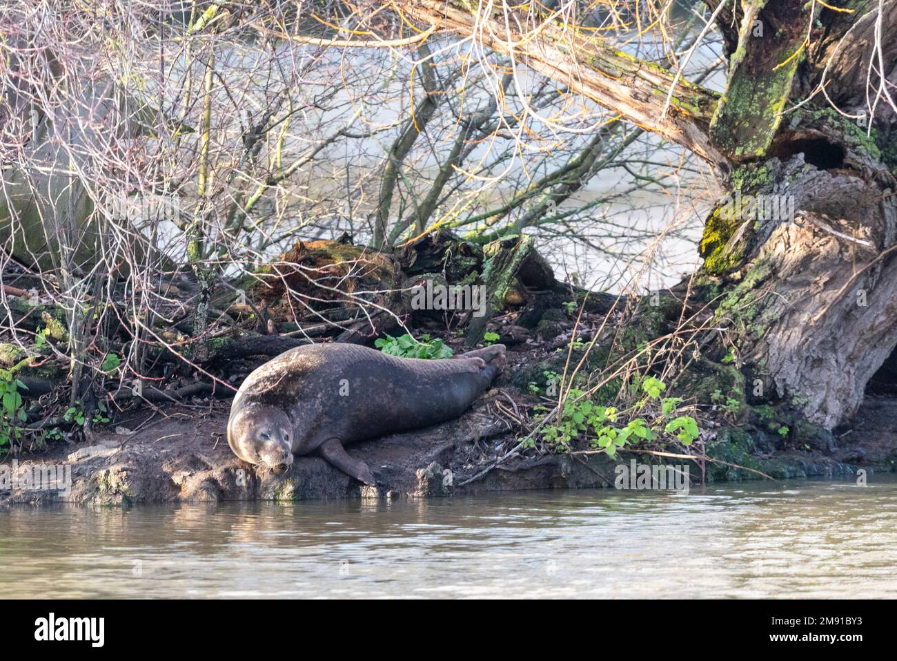 Rochford Reservoir, Rochford, Essex, Royaume-Uni. 16th janvier 2023. Un phoque isolé a trouvé son chemin de la mer du Nord à travers la rivière Roach vers un lac d'eau douce. Il vit des stocks de poissons avec lesquels le lac a été peuplé, ce qui a soulevé des inquiétudes chez les pêcheurs locaux. Premier aperçu à la mi-décembre, le conseil, l’Agence de l’environnement, les plongeurs et l’équipe de la faune du gendarme d’Essex discutent de la façon d’enlever le phoque et du ramener à la nature. Le réservoir appartient au Conseil de Rochford, mais il est autorisé à Marks Hall Fisheries pour gérer les stocks de pêche à la ligne et de poissons Banque D'Images