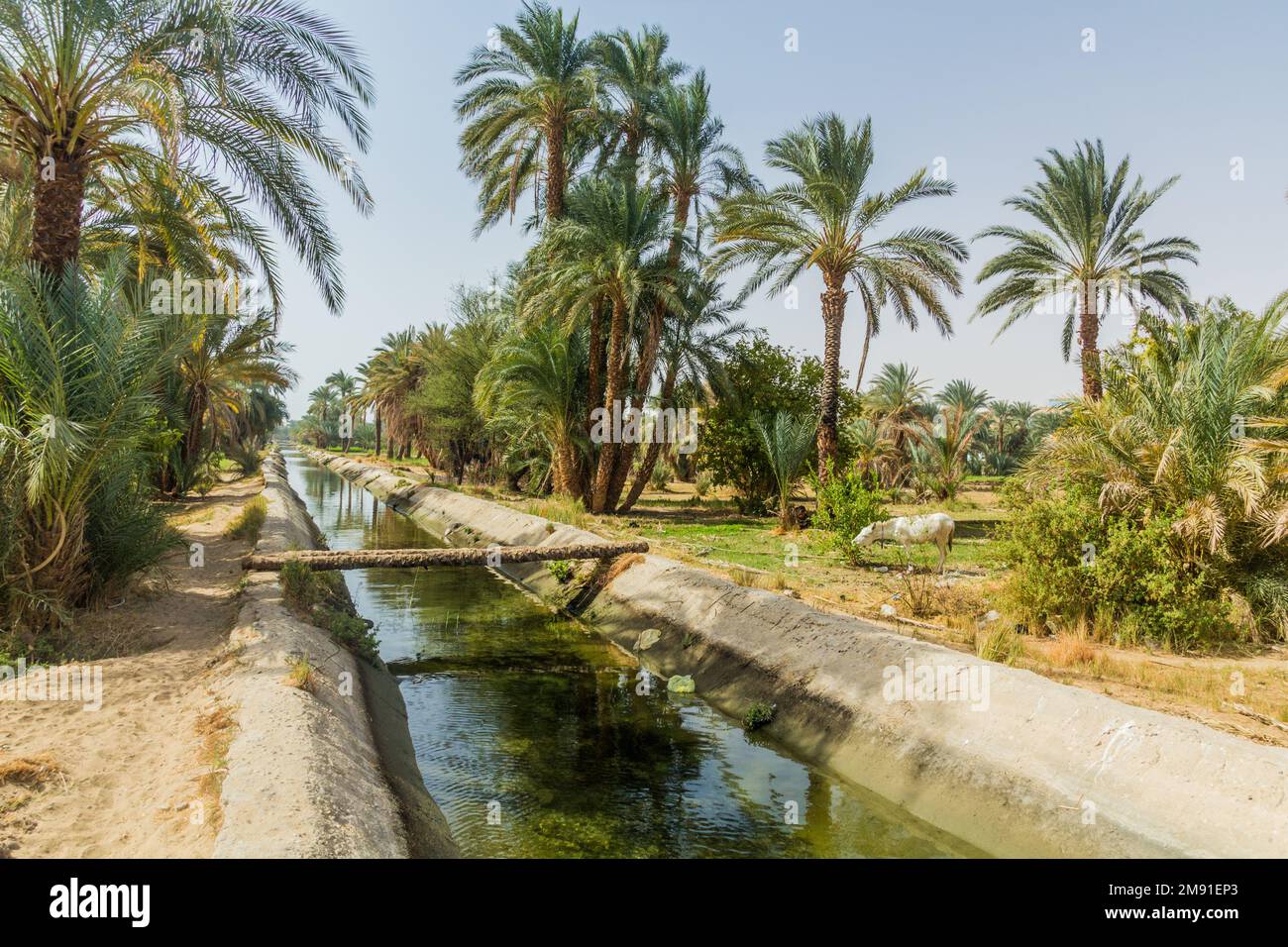 Canal d'irrigation par le Nil, Égypte Banque D'Images