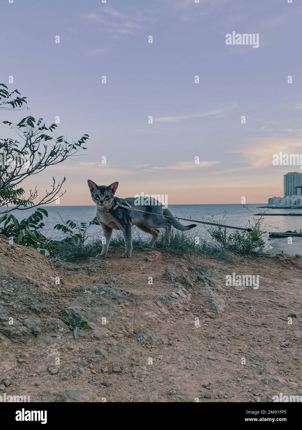 Un cliché vertical d'un chat sur une laisse avec un paysage marin en arrière-plan Banque D'Images