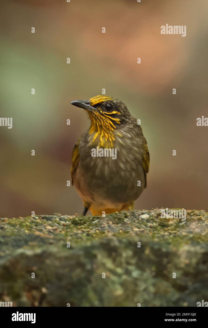 Bulbul strié (Pycnonotus finlaysoni eous) adulte debout sur un rocher de Tien, Vietnam. Décembre Banque D'Images