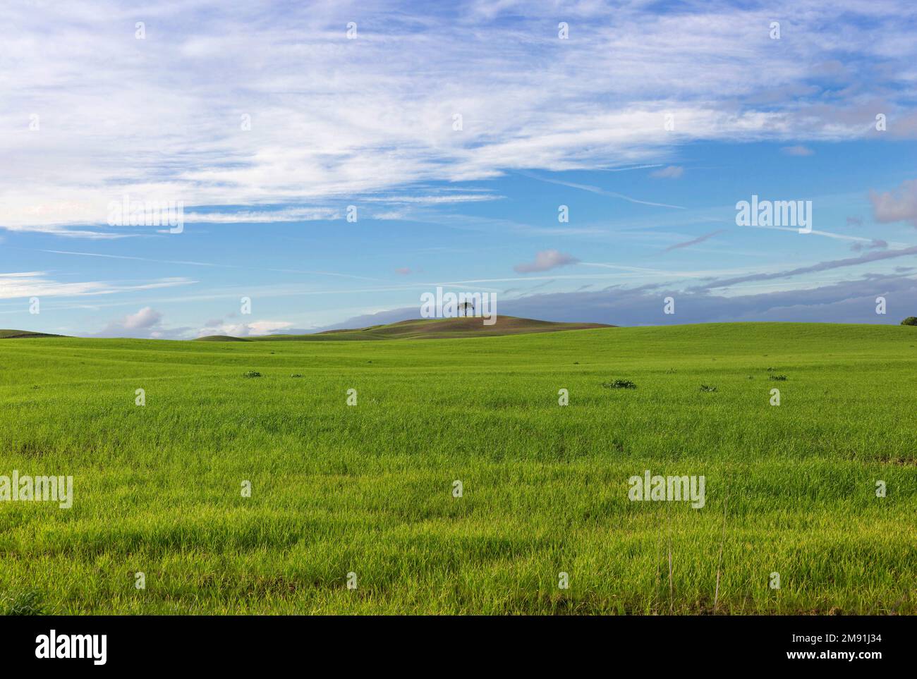 Paysage d'un champ agricole vert en Toscane et un grand arbre en hiver avec un ciel bleu et des nuages blancs. Banque D'Images
