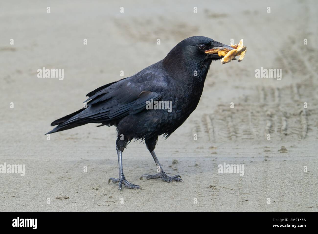 Un corbeau américain tient une bouchée de frites dans son addition après que certains membres de la plage ont partagé leur déjeuner avec elle à Ocean Shores, Washington. Banque D'Images