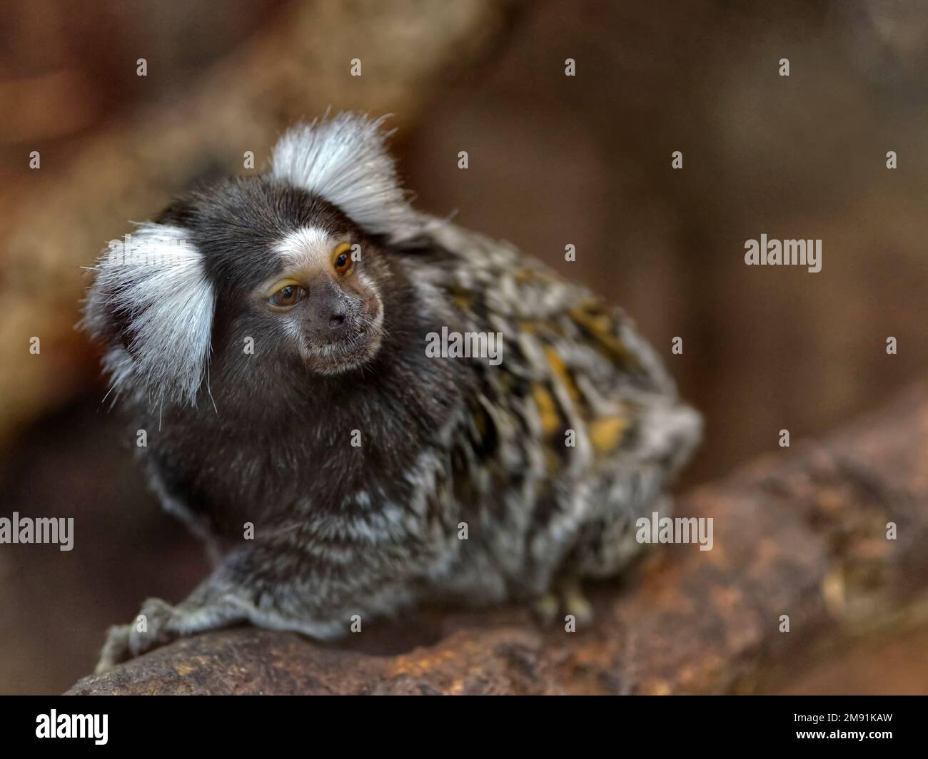 Le marmoset commun (Callithix jacchus), également appelé marmoset touffeté blanc ou marmoset touffeté blanc, est un singe du Nouveau monde assis sur la branche Banque D'Images