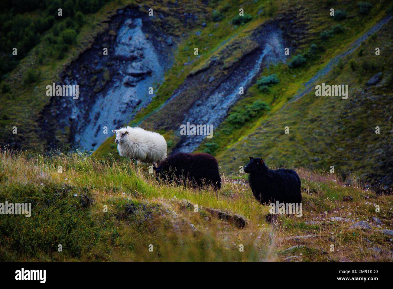 Moutons islandais pâturage dans les pâturages verts herbe près de la route et de l'autoroute du circuit Ringroad Islande Banque D'Images