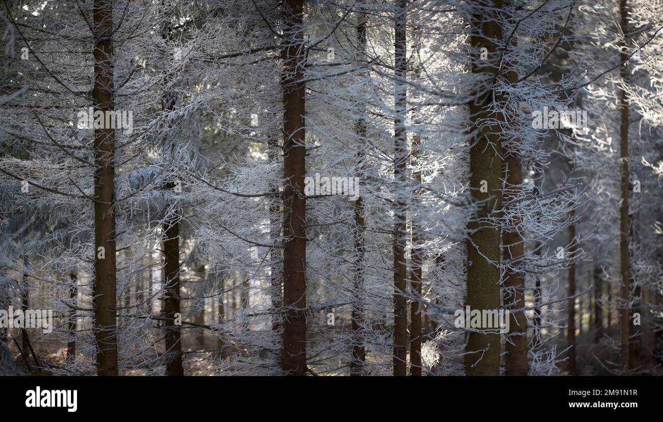 Le givre sur une forêt d'épinettes Banque D'Images