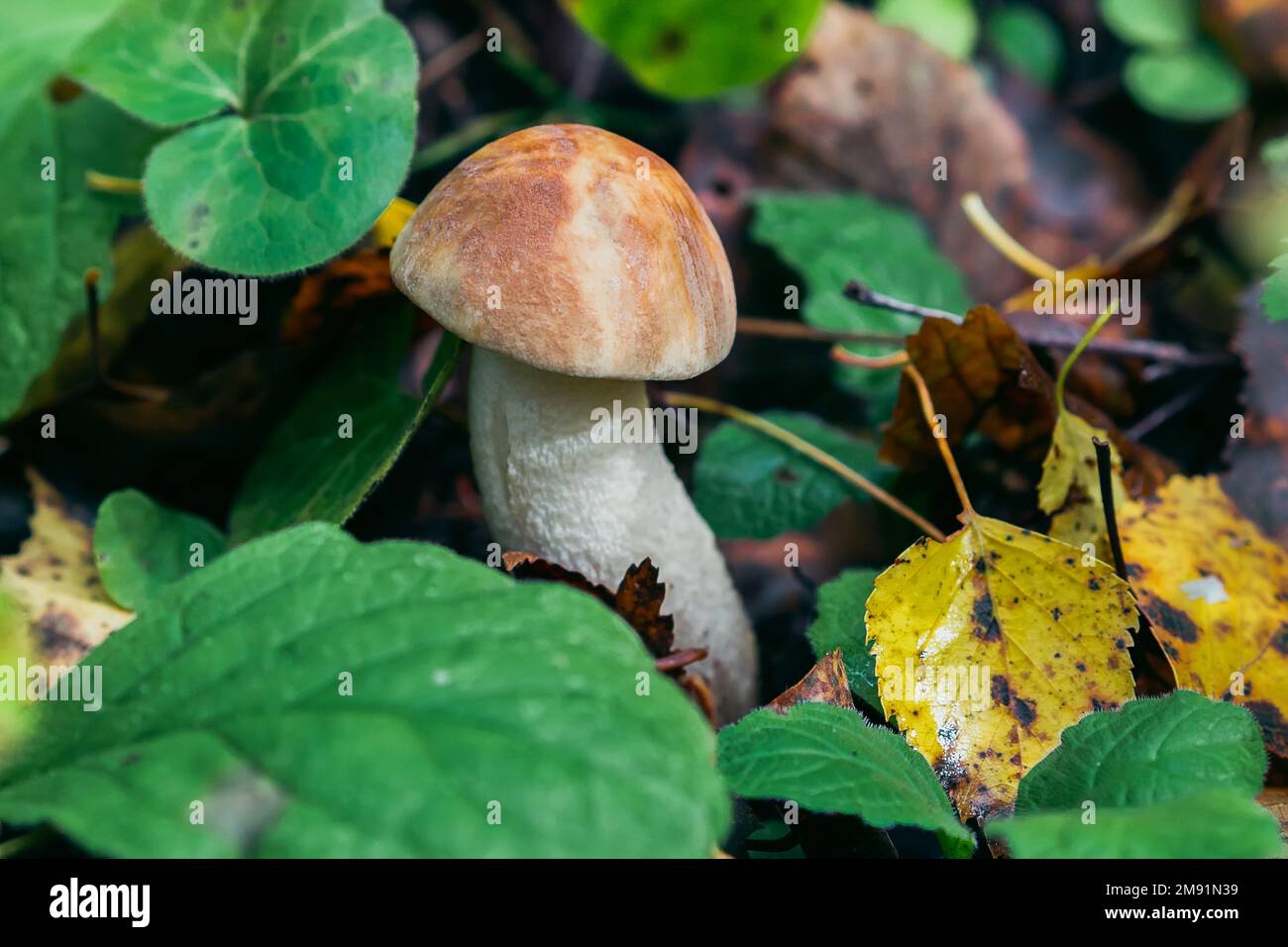 champignons de bouleau dans la forêt dans l'herbe et les feuilles. Champignons comestibles avec chapeau brun régime savoureux en gros plan Banque D'Images