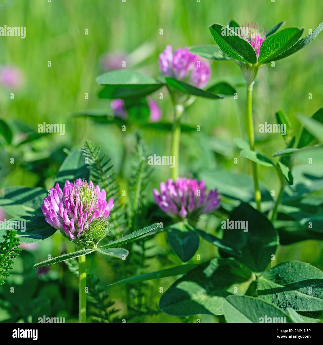 Trèfle rouge à fleurs, Trifolium pratense, gros plan Banque D'Images