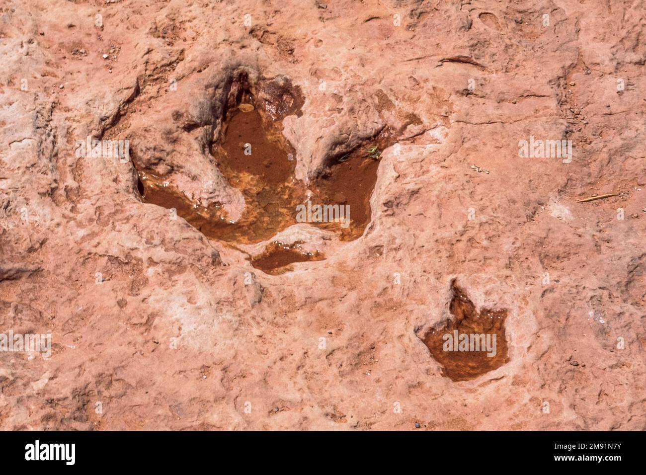 traces de dinosaures en pierre près de la ville de tuba, arizona Banque D'Images