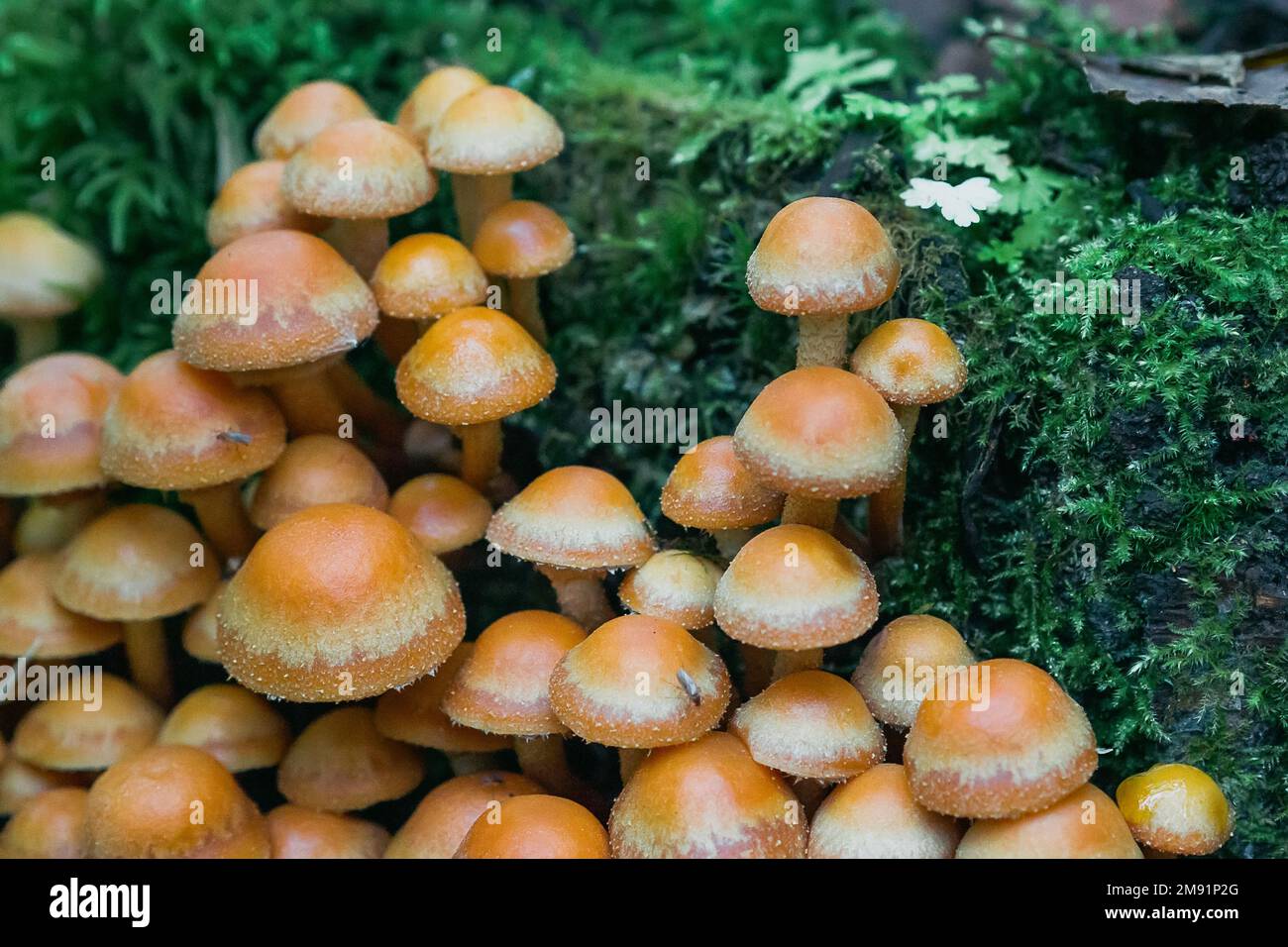 groupe de miel agaric sur une souche parmi la mousse verte dans la forêt en automne. Culture de champignons comestibles. Armillaria, mellea gros plan Banque D'Images