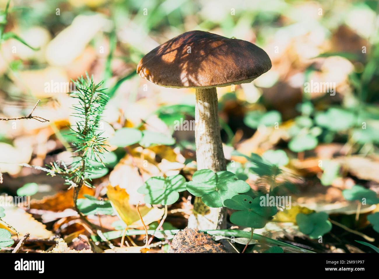 le champignon de bouleau sur le terrain en été dans l'herbe et le feuillage au soleil. Gros plan sur les champignons comestibles Banque D'Images