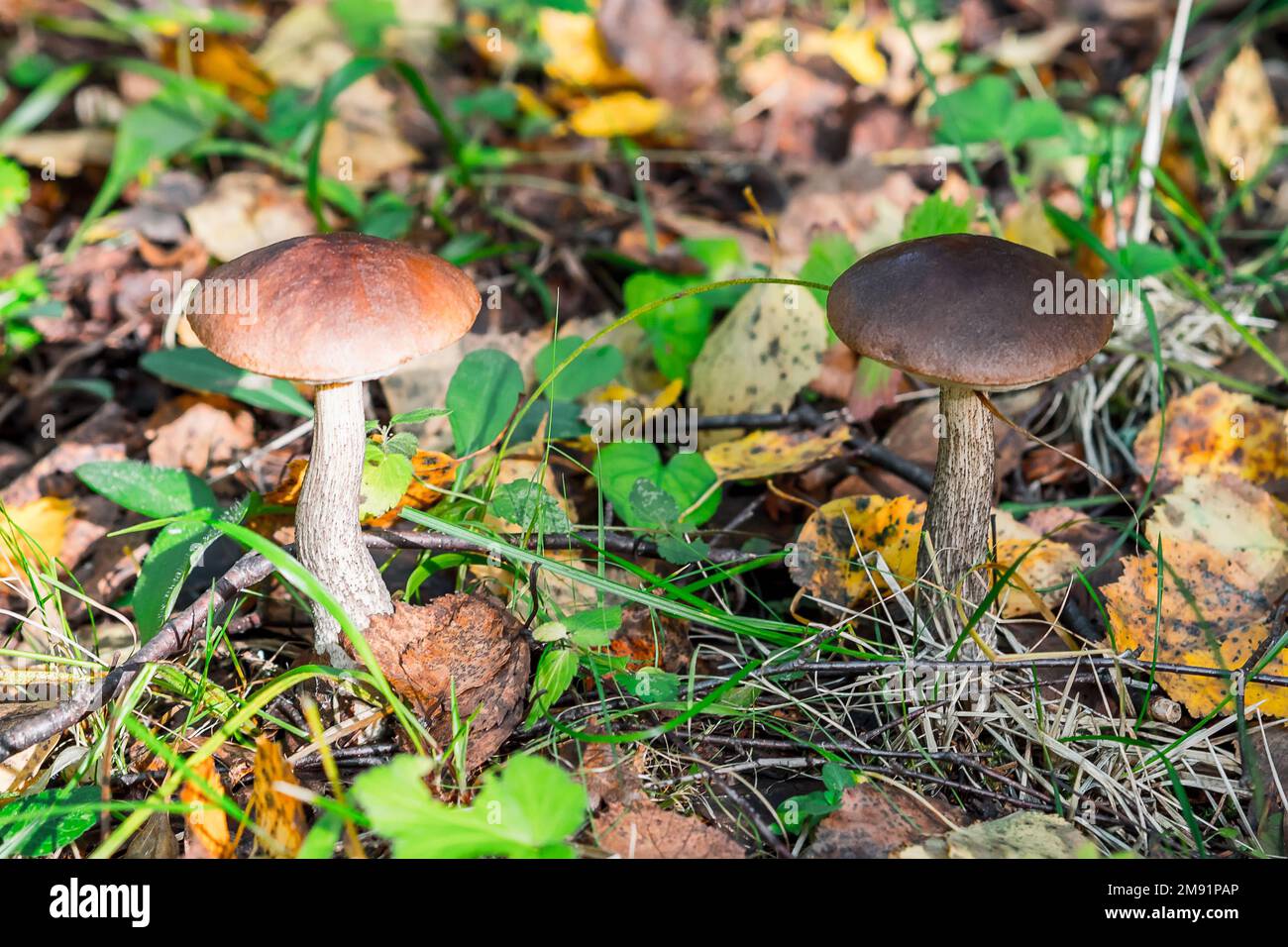 deux champignons de bouleau sur le terrain en été dans l'herbe et le feuillage au soleil. Gros plan sur les champignons comestibles Banque D'Images