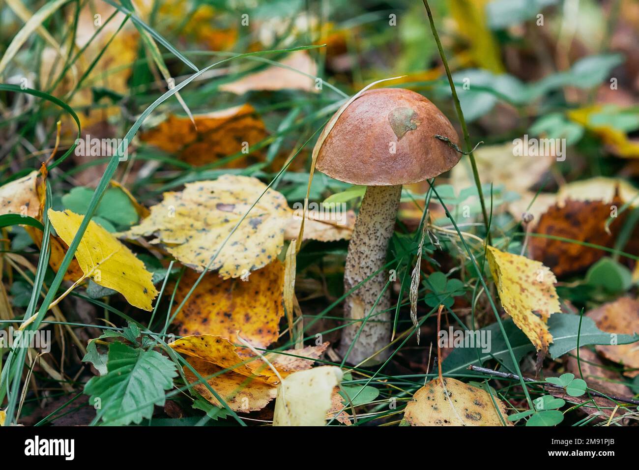 champignons de bouleau dans la forêt dans l'herbe et les feuilles. Champignons comestibles avec chapeau brun régime savoureux en gros plan Banque D'Images