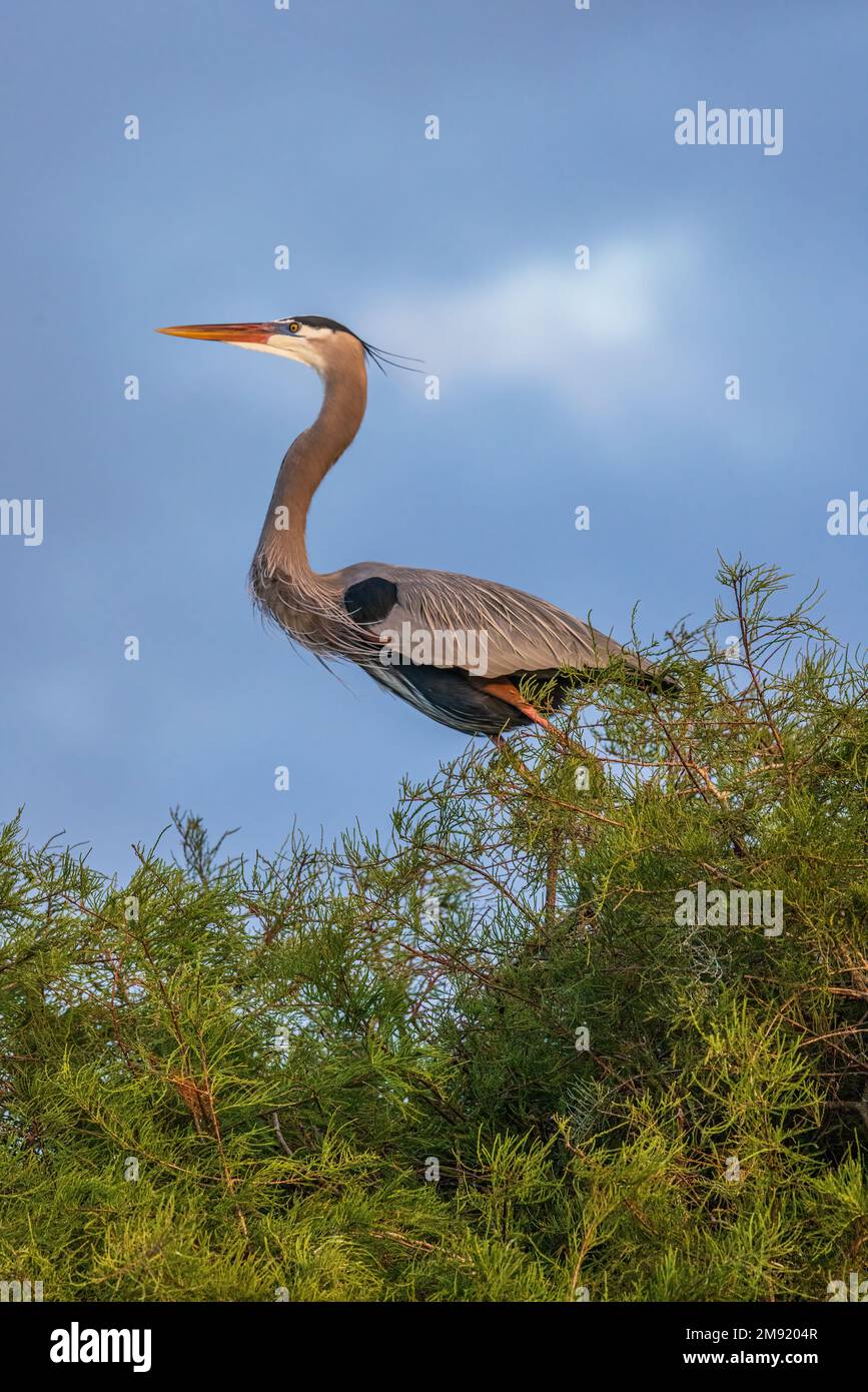 Le héron gris est un oiseau facilement reconnu, à dos gris, avec de longues jambes, un long cou blanc, facture jaune vif et un eyestyre noir qui continue Banque D'Images