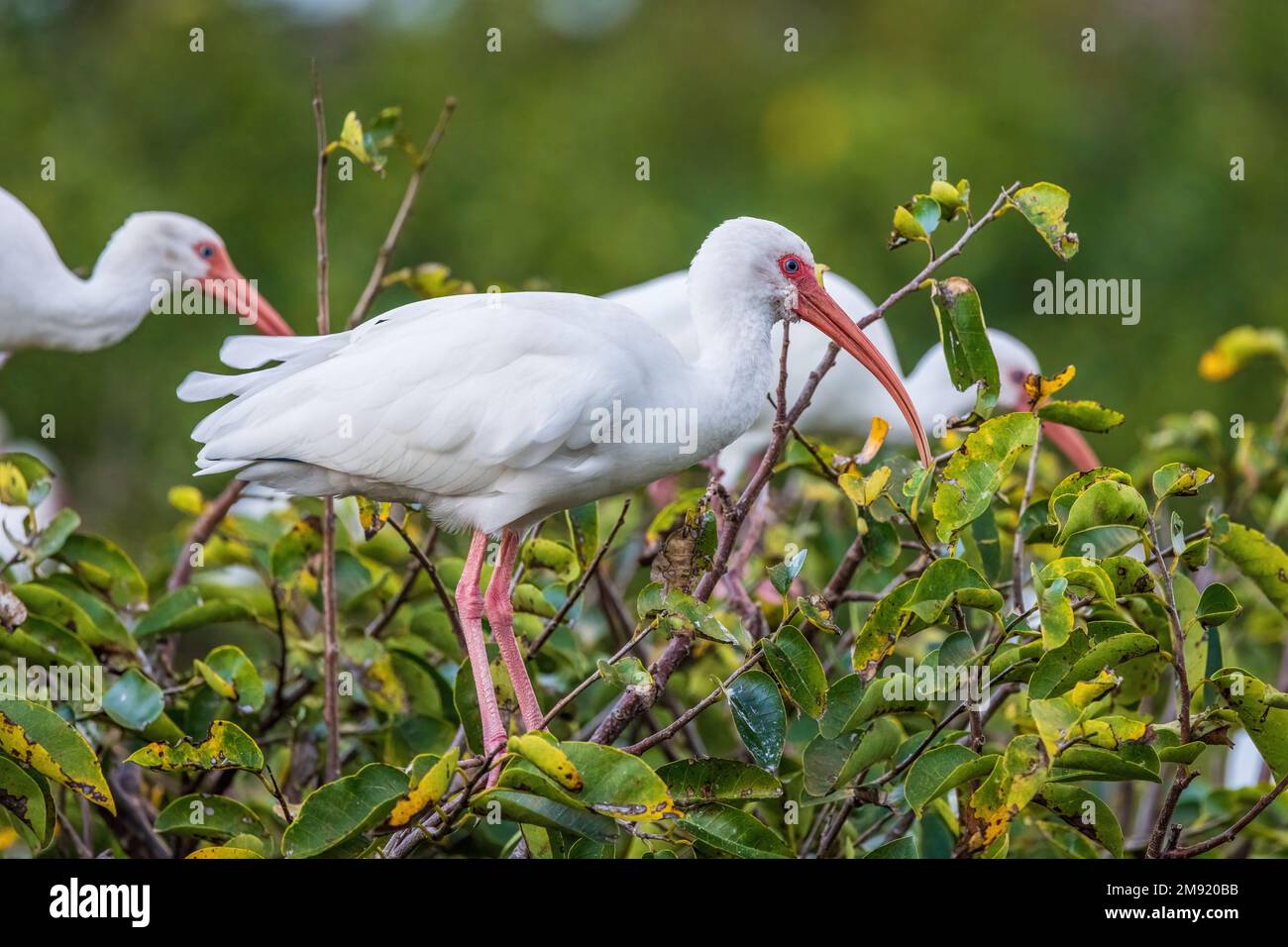 Les ibises blanches se rassemblent en groupes dans les milieux humides peu profonds et les estuaires du sud-est des États-Unis. Banque D'Images