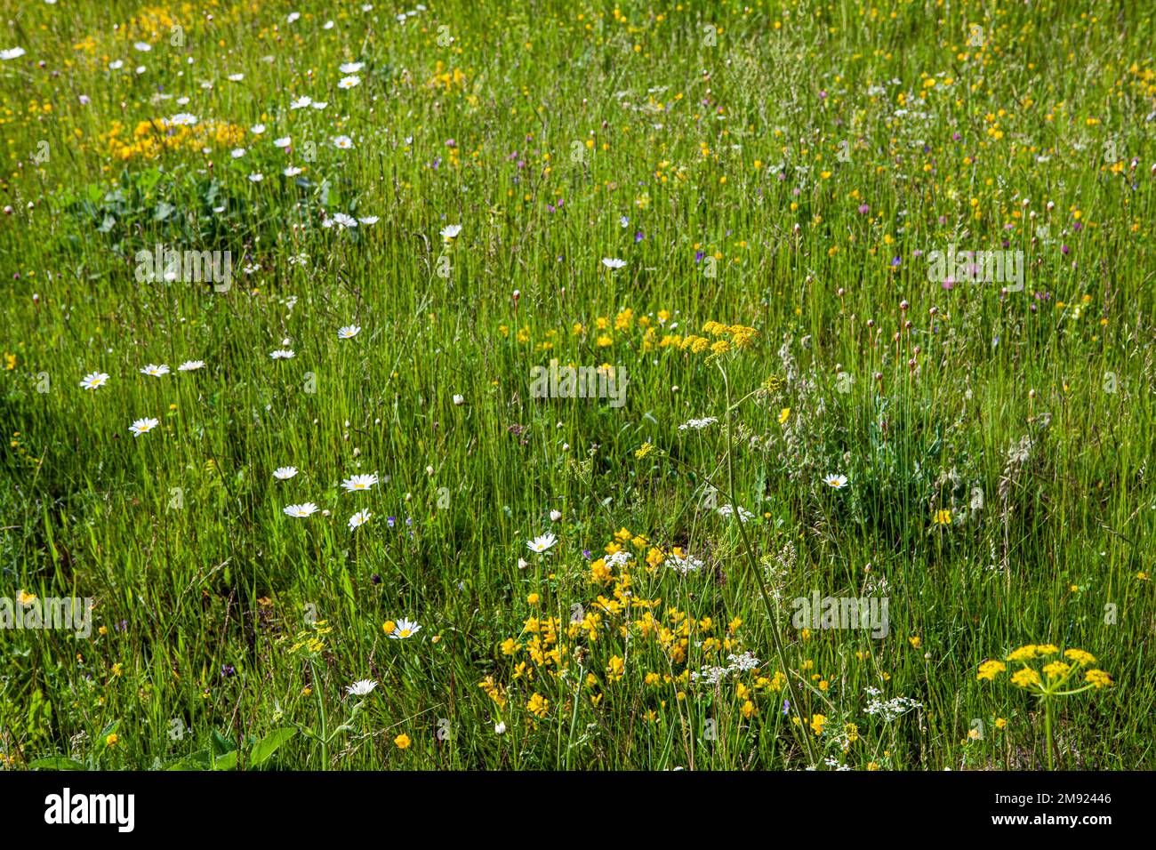 Herbe, prairie, fleurs de champ, fleurs sauvages dans un champ, arrière-plan de la nature Banque D'Images