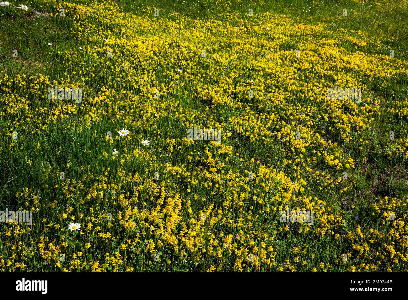 Herbe, prairie, fleurs de champ, fleurs sauvages dans un champ, arrière-plan de la nature Banque D'Images