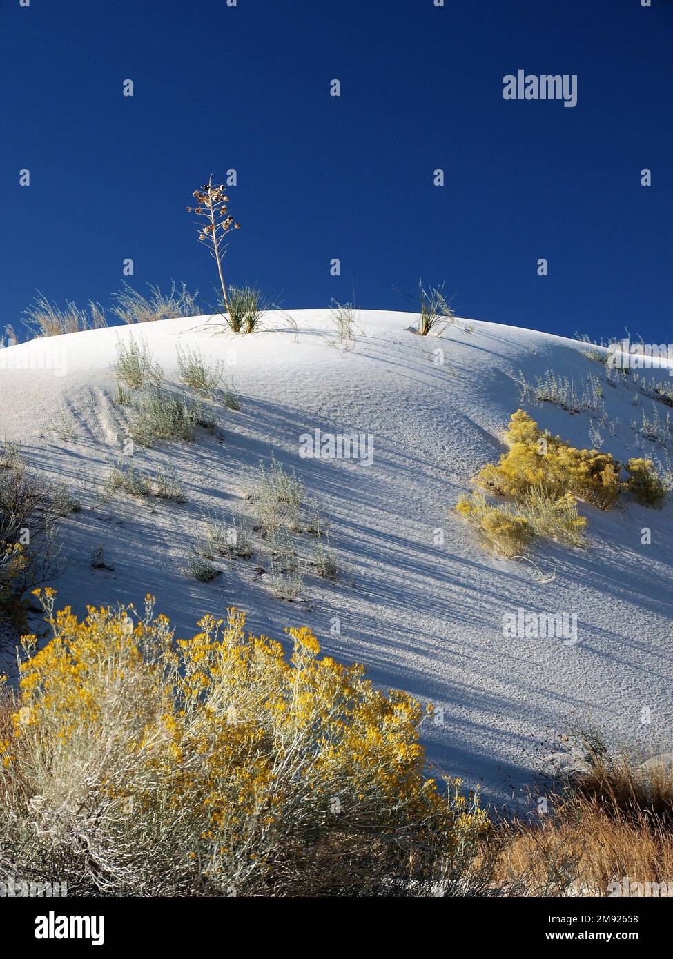 Couleurs de dune et d'automne au parc national de White Sands, Nouveau-Mexique Banque D'Images