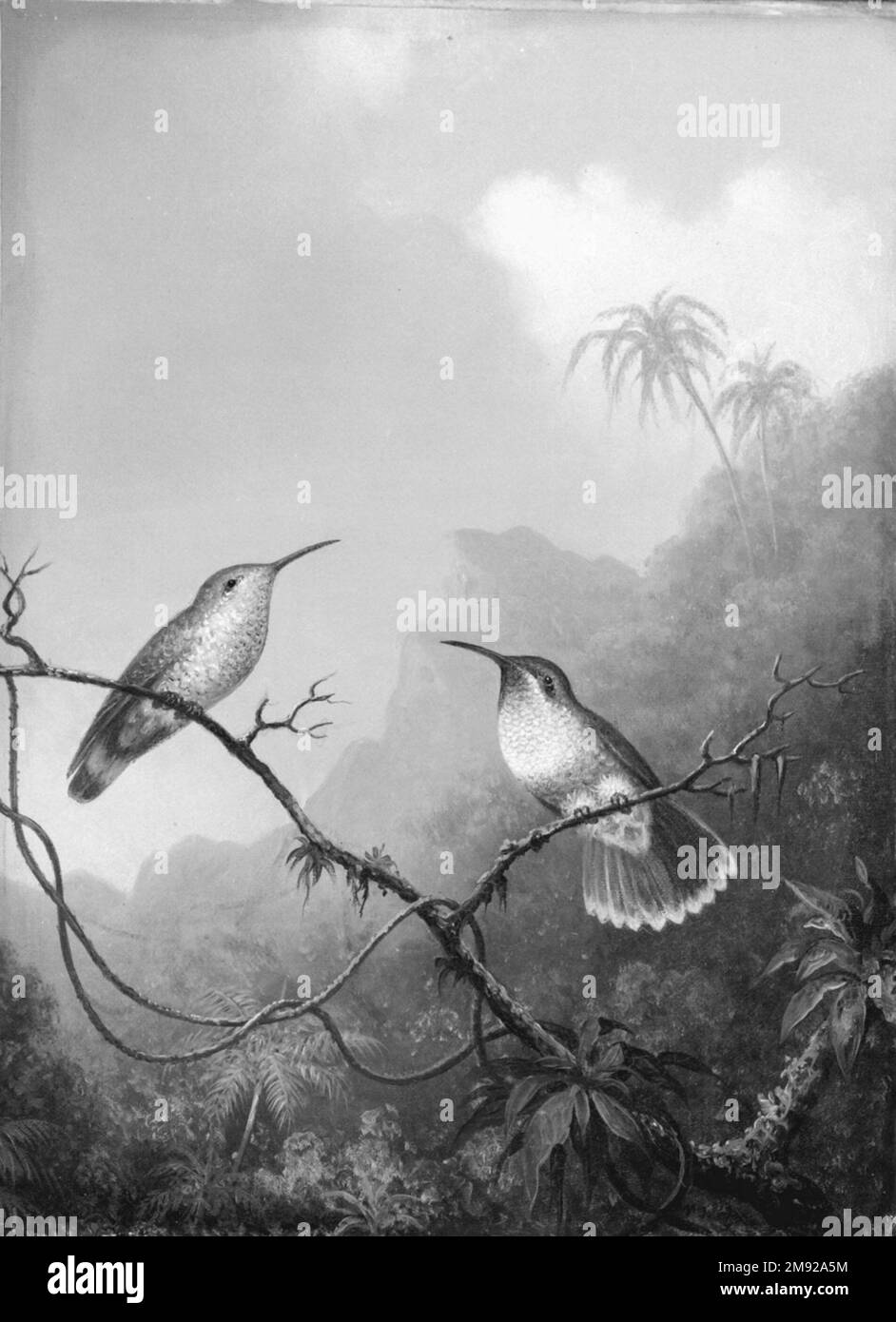 Deux oiseaux de bourdonnement : Martin Johnson Heade (américain, 1819-1904). Deux oiseaux de bourdonnement: 'Amazili à queue de cuivre,' ca.1865-1875. Huile sur toile, 11 9/16 x 8 7/16 in. (29,3 x 21,5 cm). Martin Johnson Heade s'est inspiré non seulement du paysage nord-américain, mais aussi de l'Amérique du Sud. En 1863, il s'est rendu au Brésil pour peindre des images d'espèces « exotiques » d'oiseaux-mouches indigènes. Il a fondé ses travaux à la fois sur l’observation directe et sur sa collection de peaux d’oiseaux-mouches, bien qu’il ait pris des libertés avec la description des habitats des oiseaux. Art américain ca.1865-1875 Banque D'Images