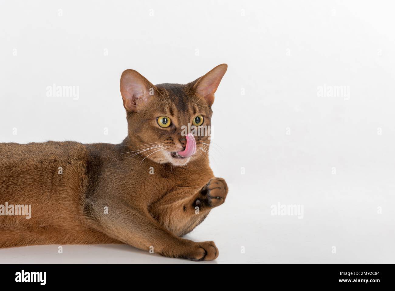 Portrait de chat Abyssinien. Isolé sur fond blanc Banque D'Images
