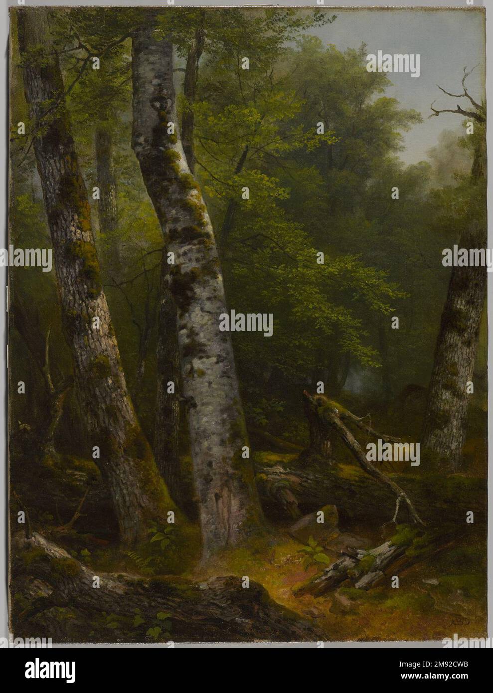 Paysage (Birch and Oaks) Asher B. Durand (américain, 1796-1886). Paysage (Birch and Oaks), env. 1855-1857. Huile sur toile, 23 15/16 x 17 7/8 in. (60,8 x 45,4 cm). Asher B. Durand, considéré comme un fondateur de l'École de la rivière Hudson avec Thomas Cole (représenté dans cette galerie), a également été identifié avec les pratiques progressives de la peinture plein air (extérieur) et les types innovants picturales. Par les 1850s intérieurs de forêt dans un format vertical comprimé, comme le montre cette étude en plein air, était devenu le type de composition caractéristique de Durand. Ici, la poussée diagonale des arbres domine l'avant Banque D'Images