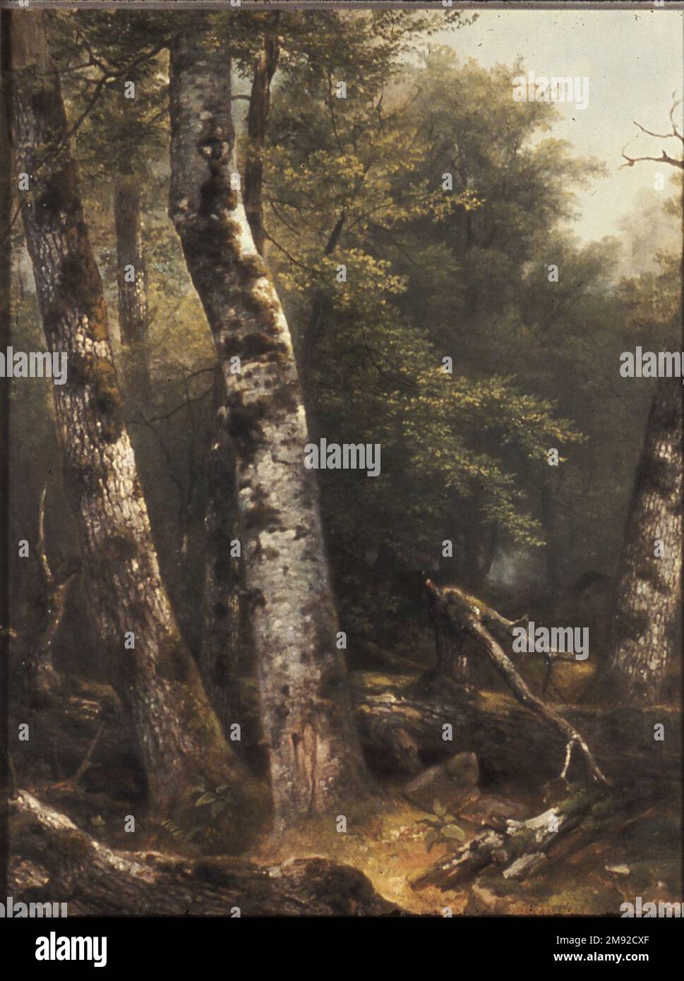 Paysage (Birch and Oaks) Asher B. Durand (américain, 1796-1886). Paysage (Birch and Oaks), env. 1855-1857. Huile sur toile, 23 15/16 x 17 7/8 in. (60,8 x 45,4 cm). Asher B. Durand, considéré comme un fondateur de l'École de la rivière Hudson avec Thomas Cole (représenté dans cette galerie), a également été identifié avec les pratiques progressives de la peinture plein air (extérieur) et les types innovants picturales. Par les 1850s intérieurs de forêt dans un format vertical comprimé, comme le montre cette étude en plein air, était devenu le type de composition caractéristique de Durand. Ici, la poussée diagonale des arbres domine l'avant Banque D'Images