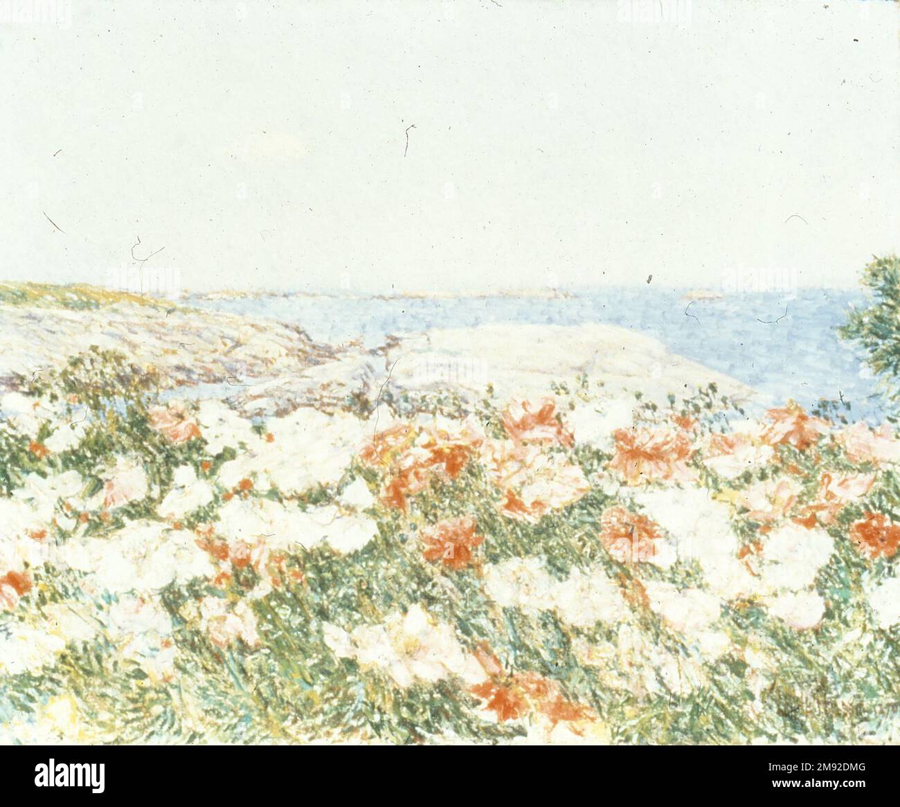 Coquelicots sur les îles de Shoals Frederick Childe Hassam (américain, 1859-1935). Coquelicots sur les îles de Shoals, 1890. Huile sur toile, châssis : 25 3/4 x 29 5/8 x 4 in. (65,4 x 75,2 x 10,2 cm). Tout au long de sa carrière, Frederick Childe Hassam a fait plusieurs voyages prolongés en Europe, où il a été inspiré par les sites et les nombreux artistes qu'il y a rencontrés. A Back Road, achevé l'année suivant sa première tournée européenne, démontre une audace compositionnelle et une liberté de travaux de brushwork qui étaient encore inhabituelles dans l'art américain de cette période. Influencé par le travail de l'école française de Barbizon du XIXe siècle, Ha Banque D'Images