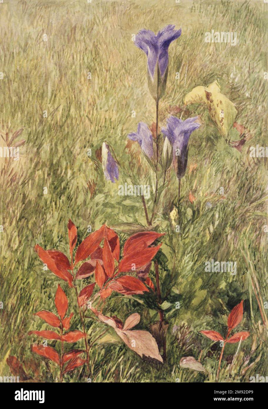 John Henry Hill (américain, 1839-1922). Gentiens à franges, env. 1867. Aquarelle avec crayon graphite sous-jacent sur papier, 10 1/8 x 7 1/8 po. (25,7 x 18,1 cm). Dans cette œuvre de John Henry Hill, fils de l'éminent peintre américain pré-raphaélite John William Hill, la forme élancée et la couleur azur de la fleur sauvage gentiane rare sont contraster avec les feuilles rouges brillantes du super-réducteur de Virginie à côté. On montre que les deux plantes poussent sur fond de graminées brunes sèches, une présentation typiquement ruskinienne qui s'est éloignée de la vie en intérieur traditionnelle Banque D'Images