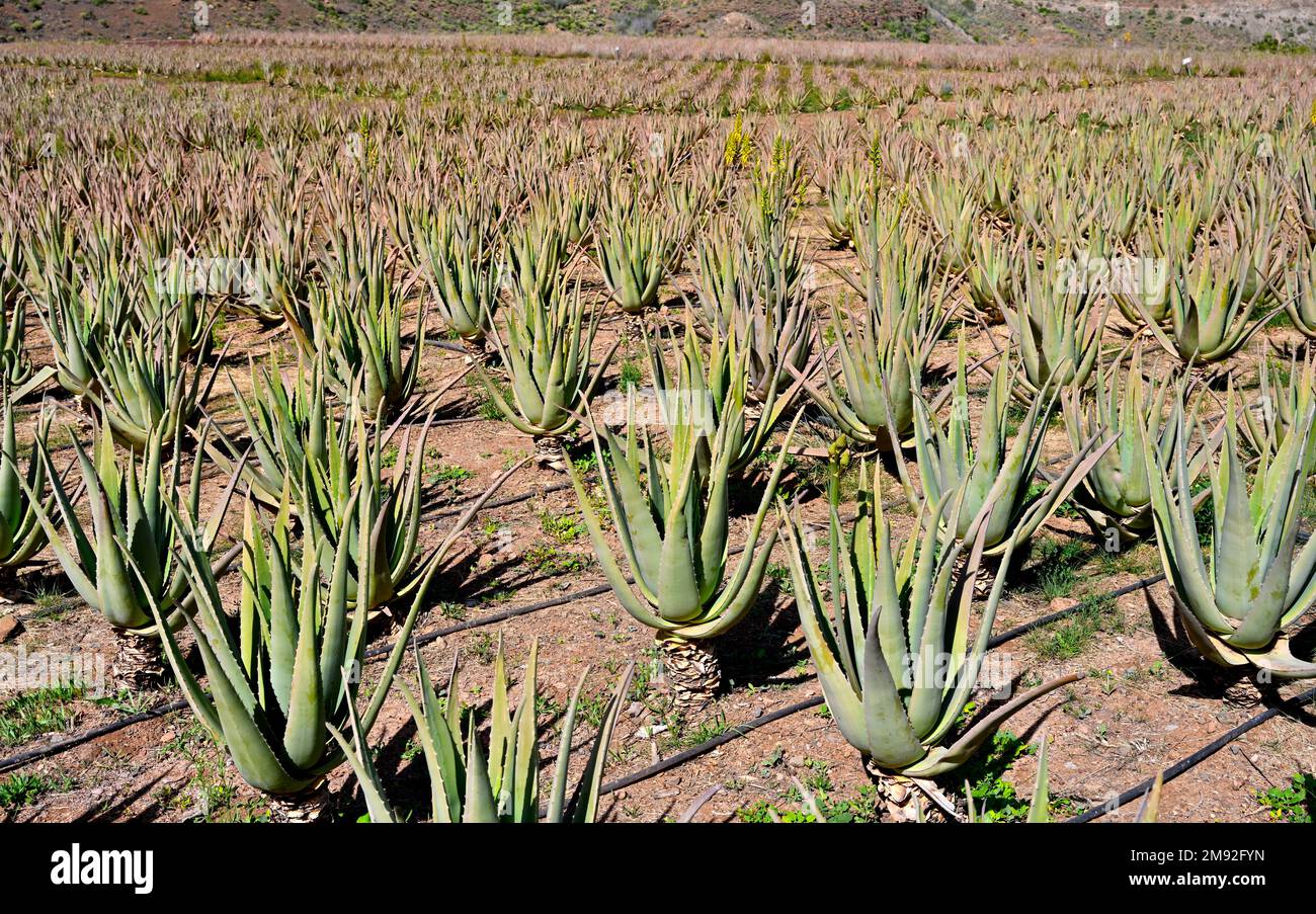 Champs cultivant la plante succulente Aloe barbadensis qui est cultivé pour l'extraction de l'Aloe vera à des fins cosmétiques et médicinales Banque D'Images