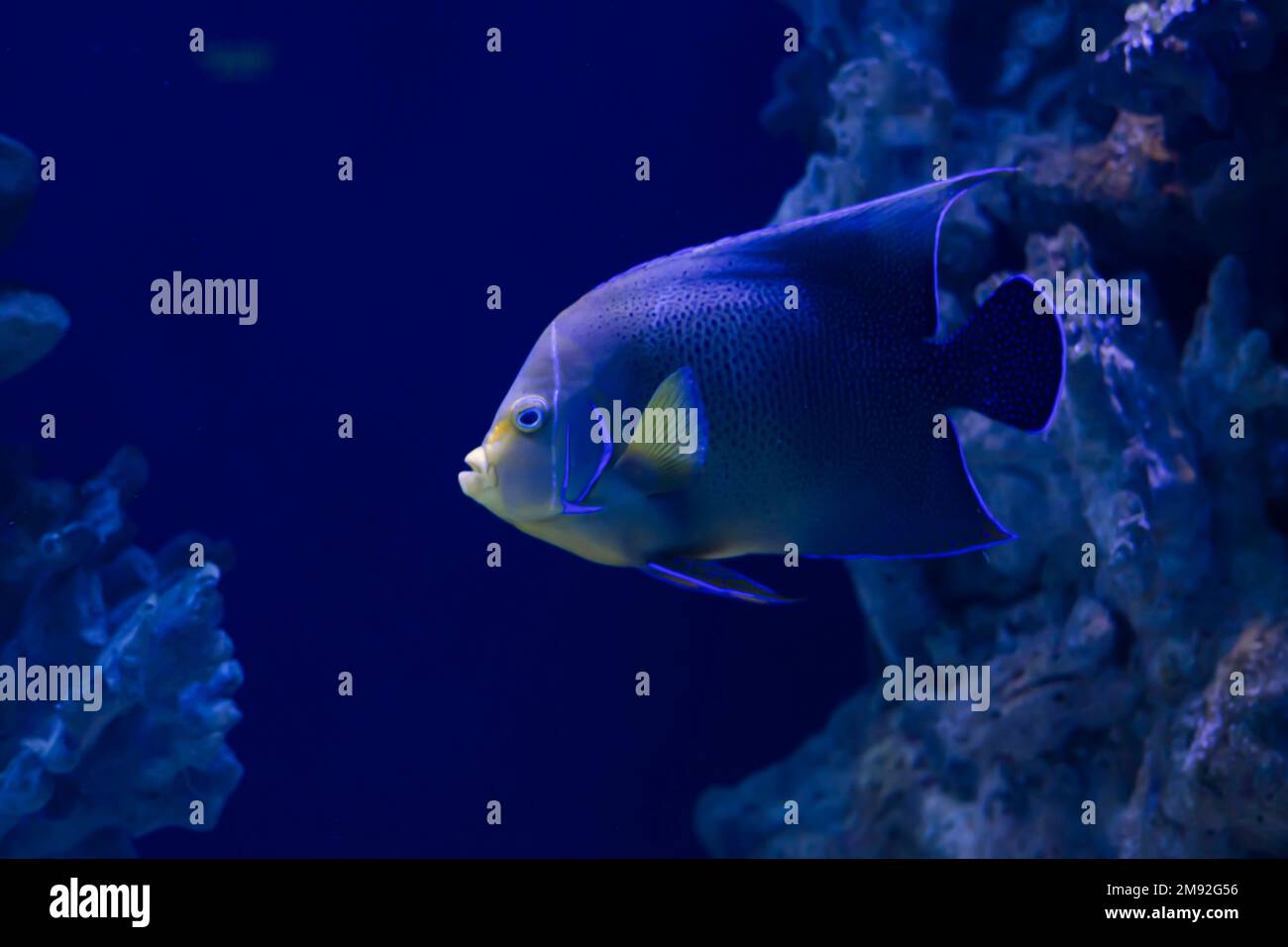 Poisson d'ange Coran coloré, oceanarium Banque D'Images