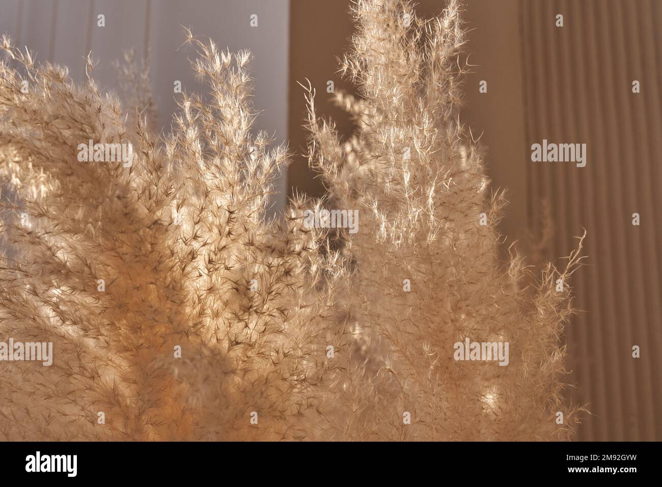 La lumière du soleil tombe sur une partie d'une plante sèche en gros plan, avec un fond défoqué pour une utilisation comme fond naturel. Avec espace à copier. Photo de haute qualité Banque D'Images La lumière du soleil tombe sur une partie d'une plante sèche en gros plan, avec un fond défoqué pour une utilisation comme fond naturel. Avec espace à copier. Photo de haute qualité Banque D'Images
