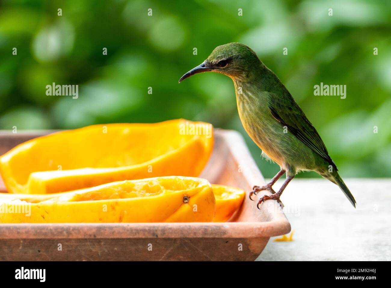 Le petit nid d'abeille vert (Chlorophanes spiza) est un petit oiseau de passereau Banque D'Images