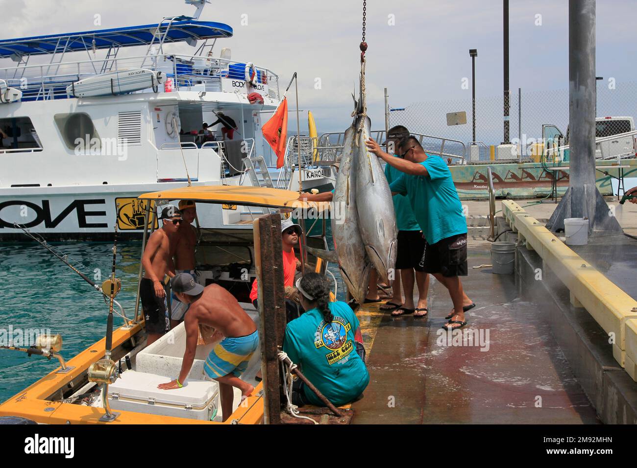 HILO-BIG ISLAND-HAWAII-22-06-2104. Les pêcheurs tirent du bateau un peu de thon pris dans la mer du pacifique dans le quai de la baie de Hilo sur la Grande île. © Banque D'Images
