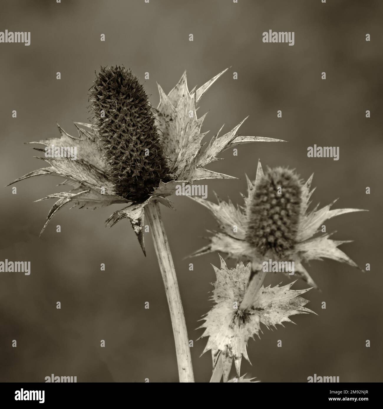 Gros plan du peuplement de semences d'un cardoon sauvage fané (Dipsacus fullonum), ton sépia Banque D'Images