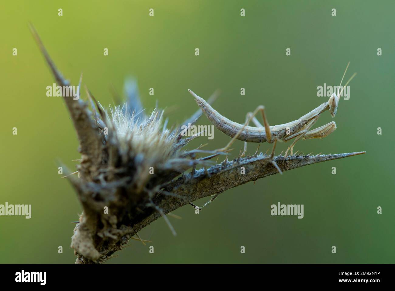Gros plan vue latérale de la Mantis religiosa brune assise sur la fleur sauvage de Cynara cardunculus poussant dans la nature sur fond vert flou Banque D'Images