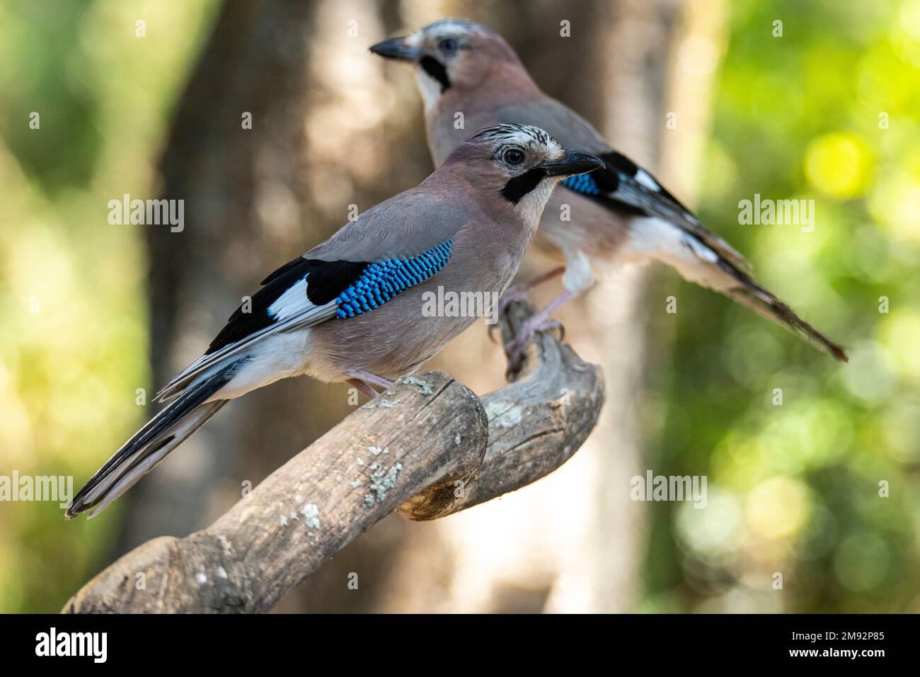 Vue latérale des adorables Jays eurasiens qui percent côte à côte sur la branche de l'arbre sur un arrière-plan flou Banque D'Images