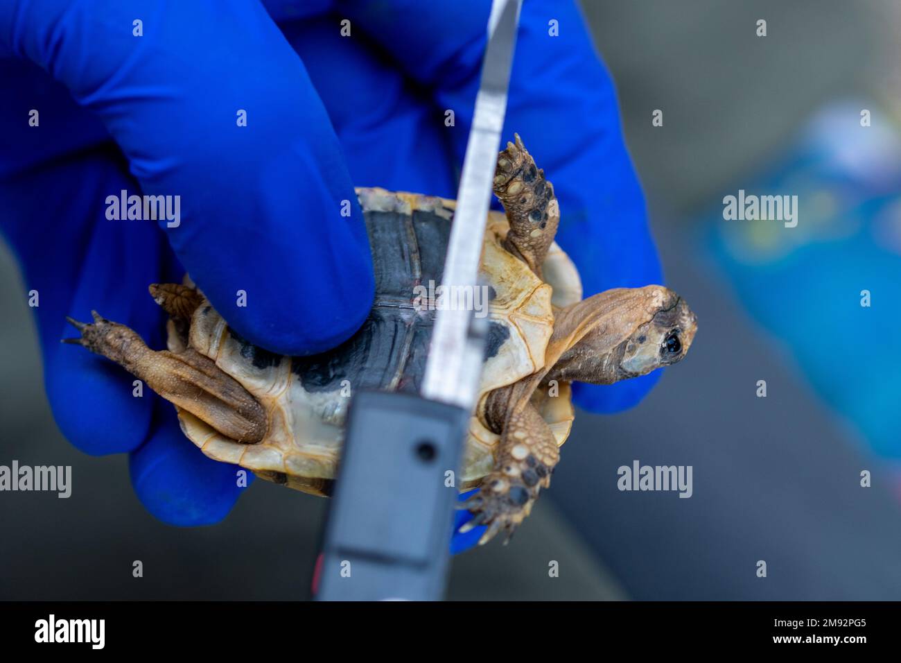 De dessus de récolte anonyme médecin en latex bleu gants mesurant la taille de Testudo graeca avec règle métallique Banque D'Images