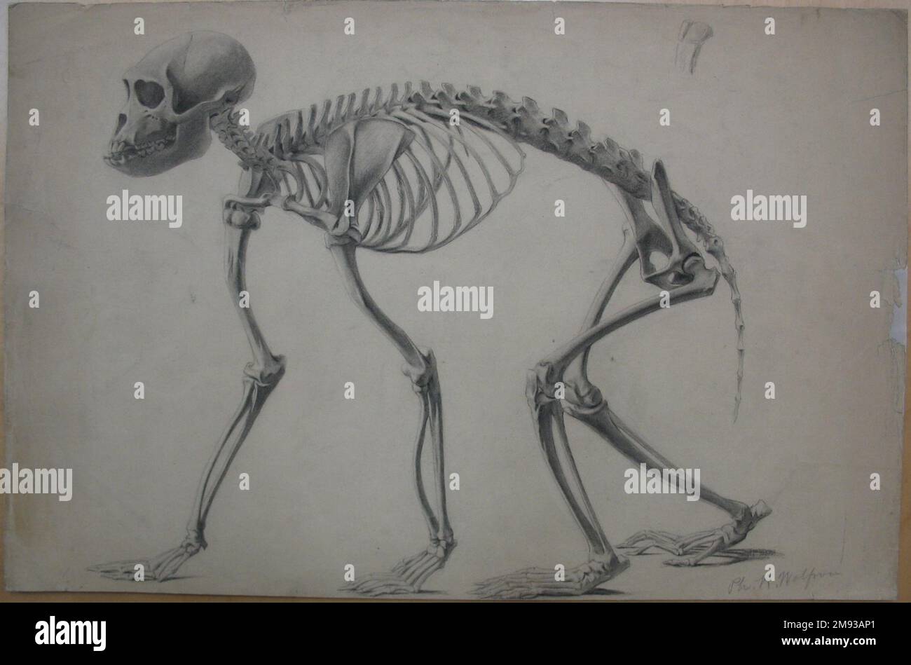 Squelette d'un primat Philip H. Wolfrom (américain, 1870-1904). Squelette d'un primate, n.d. Graphite sur papier, feuille : 12 15/16 x 19 7/16 po. (32,9 x 49,4 cm). Art américain n.d. Banque D'Images